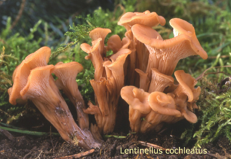 Lentinellus cochleatus-amf1146.jpg - Lentinellus cochleatus ; Syn: Lentinus cochleatus ; Nom français: Lentin en colimaçon